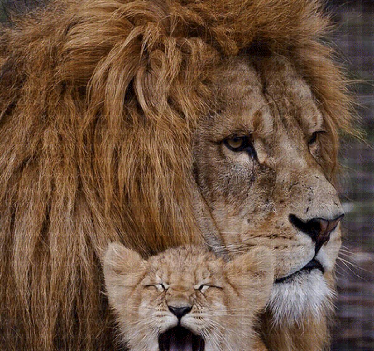 Лев с малышом - предпросмотр