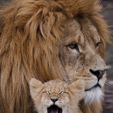 Лев с малышом