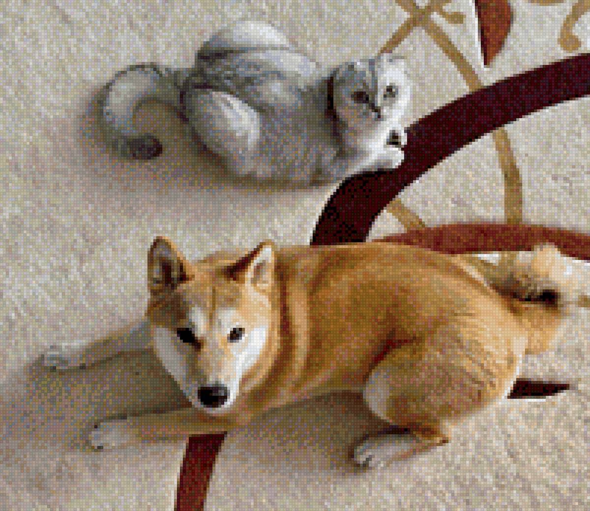 Глория и Мэри - сиба-ину, кошка, собака, кот - предпросмотр