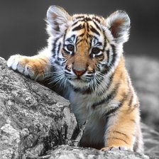 Схема вышивки «Тигрёнок»