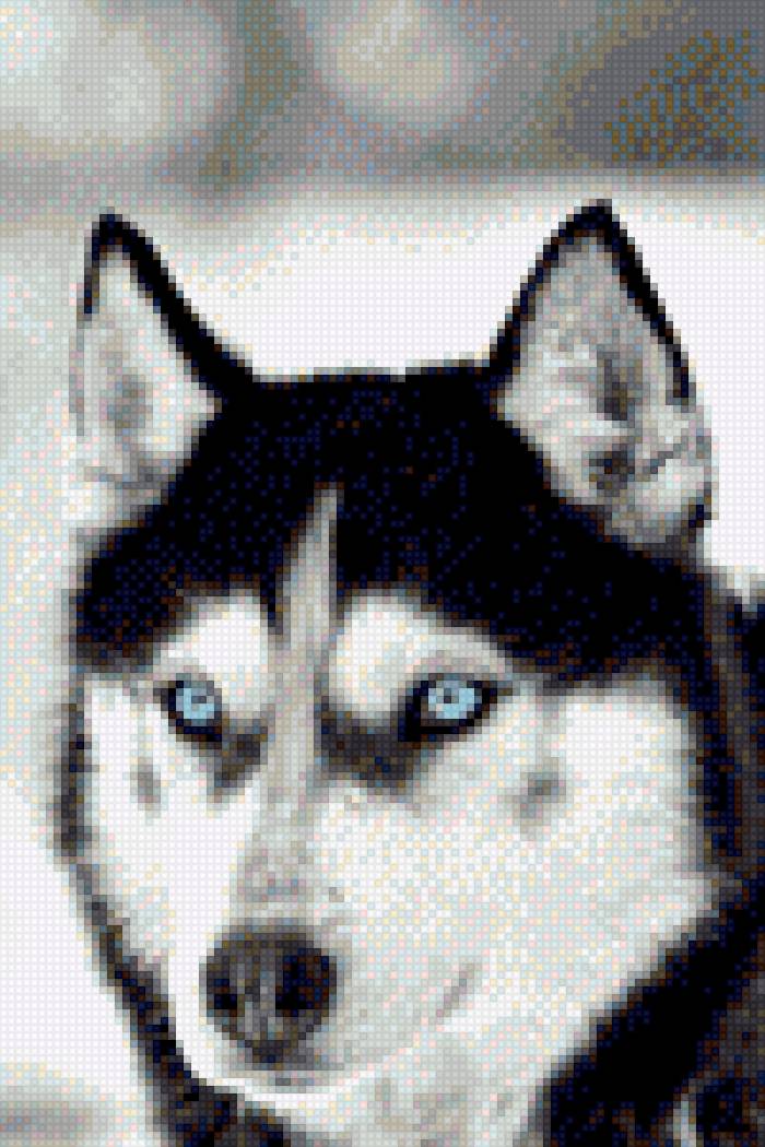 Хаски - хаски, собака - предпросмотр