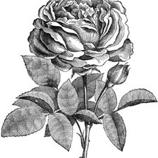 Оригинал схемы вышивки «Роза» (№2223076)