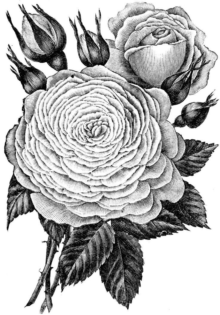 Роза - роза, цветы, монохром - оригинал