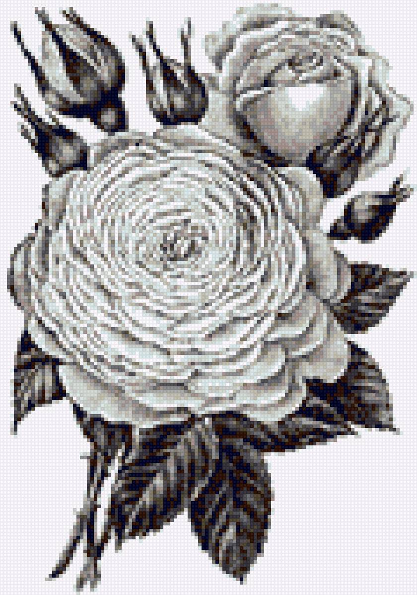 Роза - цветы, монохром, роза - предпросмотр