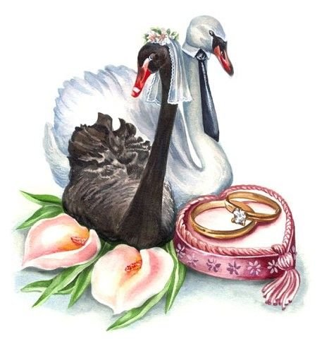 Пара лебедей - свадьба, кольца, пара, лебеди - оригинал