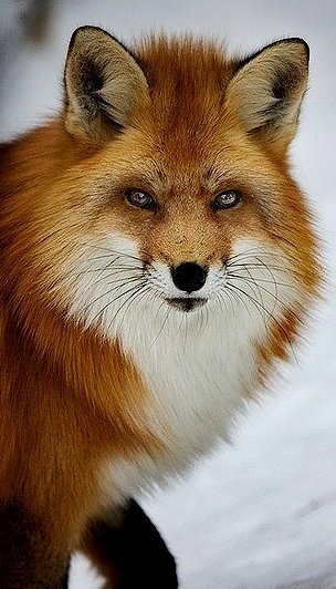 Fox - оригинал