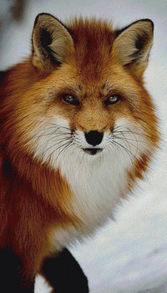 Fox - предпросмотр