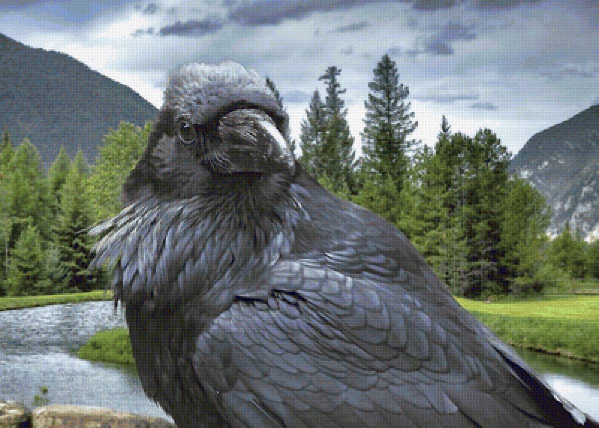 черный ворон - мир животных. - предпросмотр