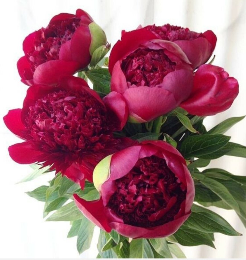 Пионы - оригинал