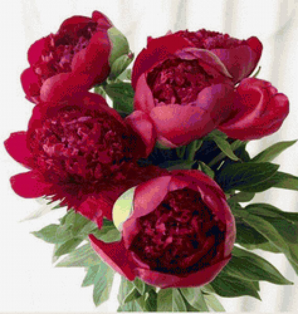 Пионы - предпросмотр