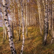 Схема вышивки «Осенний лес»