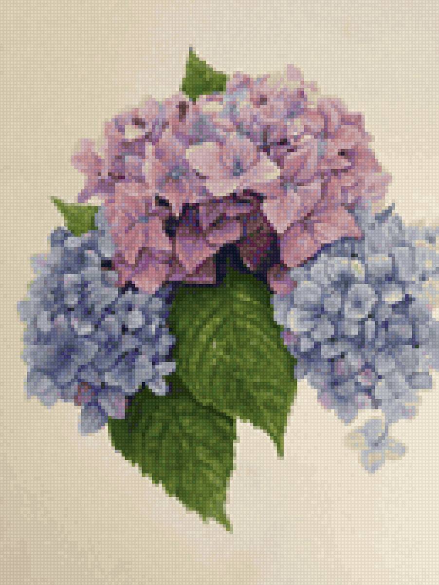 Гортензия - гортензия, цветы - предпросмотр