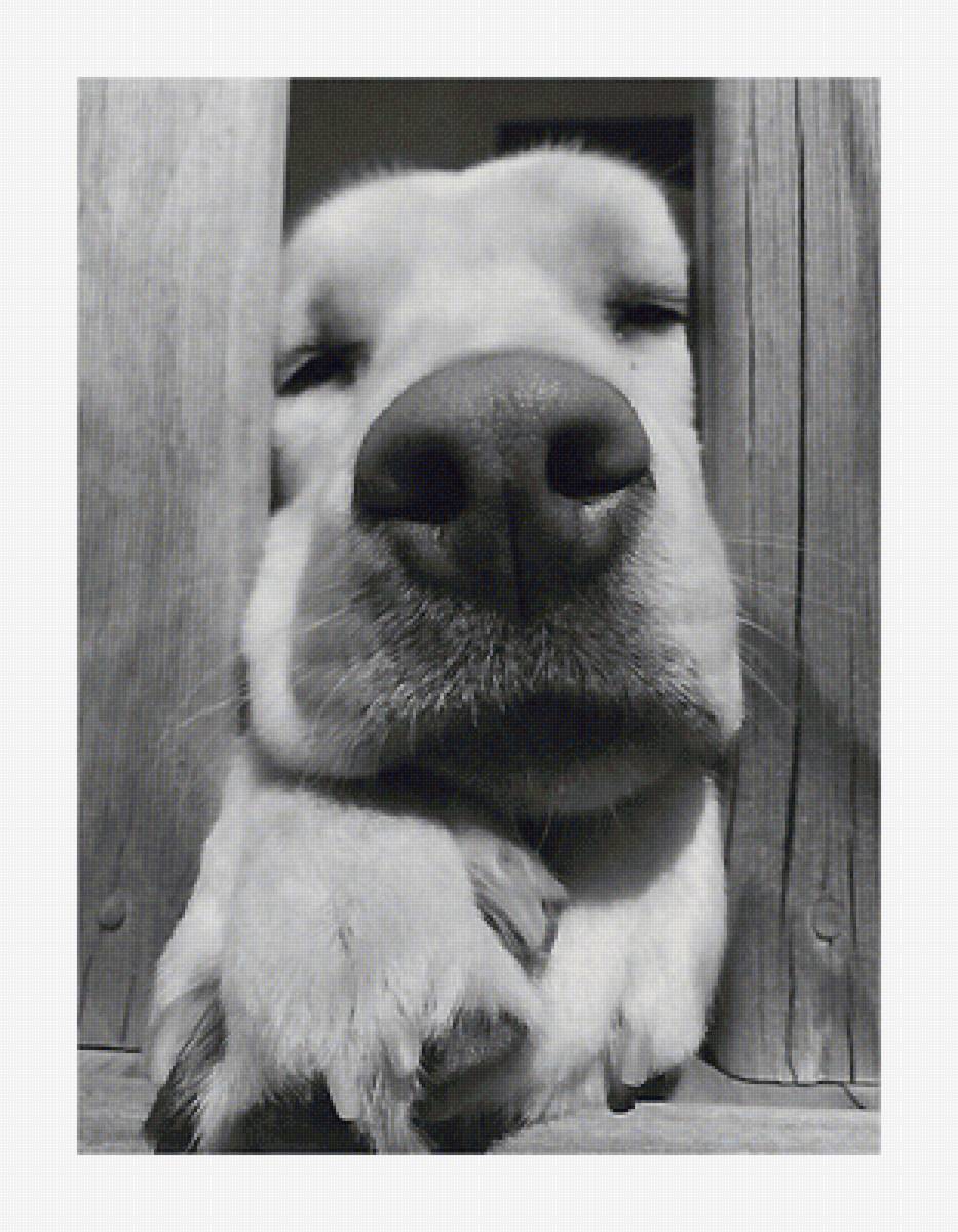 собака - мир животных. - предпросмотр