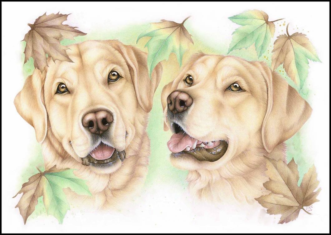 №2224626 - собаки, животные - оригинал