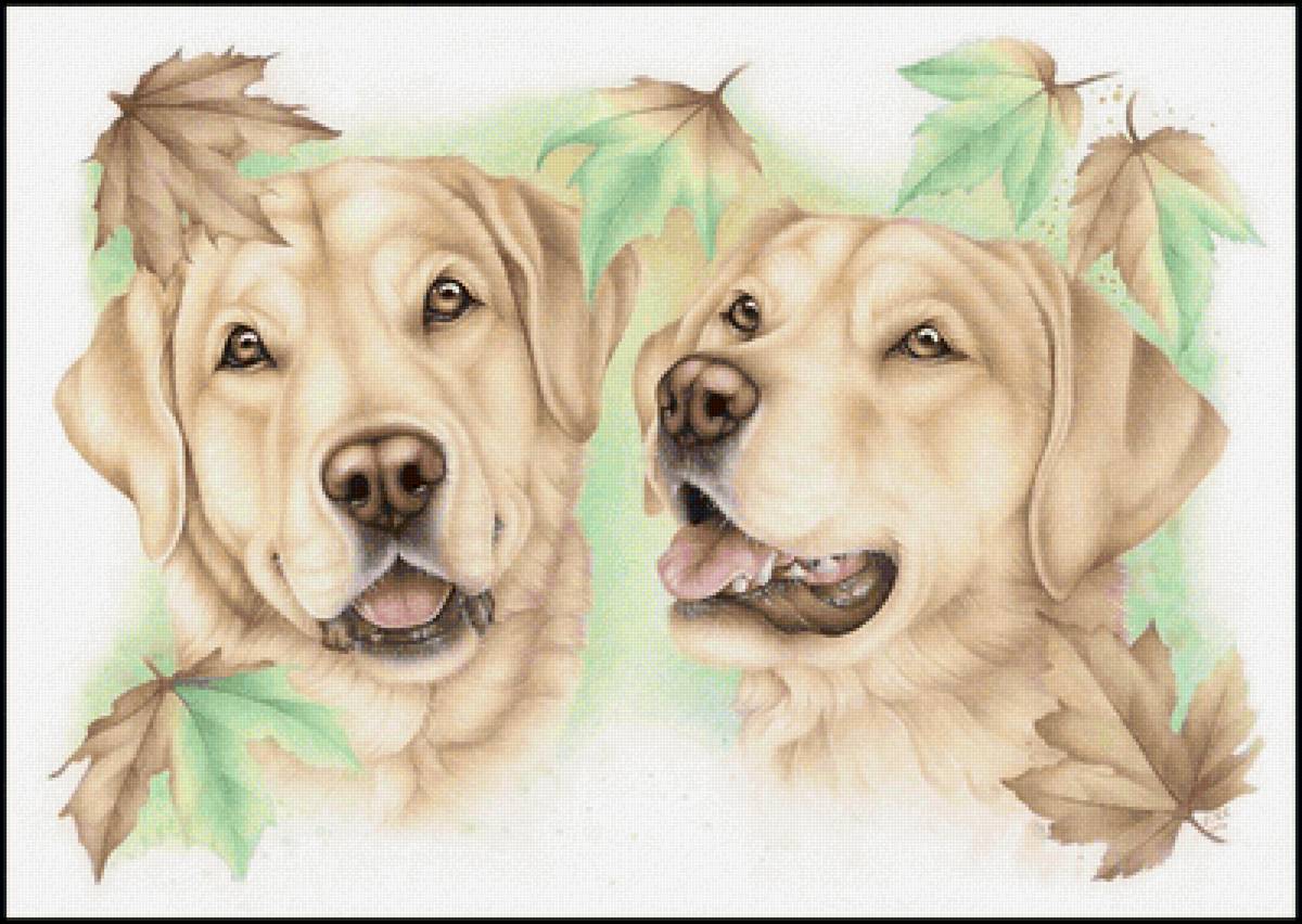 №2224626 - животные, собаки - предпросмотр