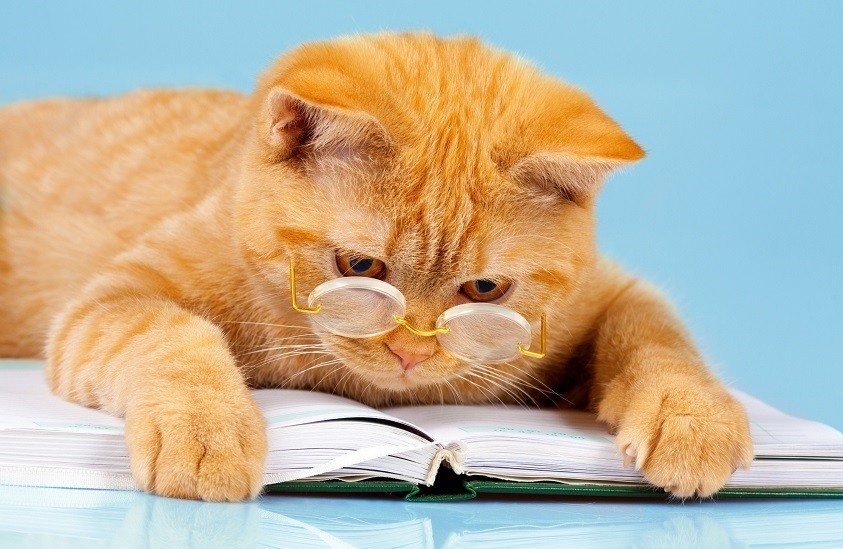 Рыжий кот - оригинал