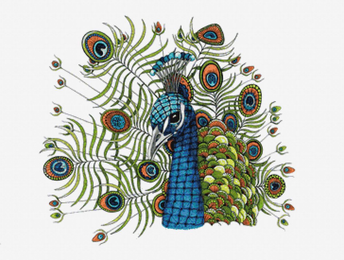 Павлин - предпросмотр