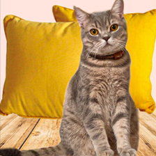 Схема вышивки «кот 2»