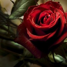 Схема вышивки «Роза»