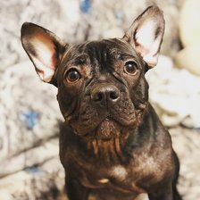 Схема вышивки «Бульдог с большими глазами»