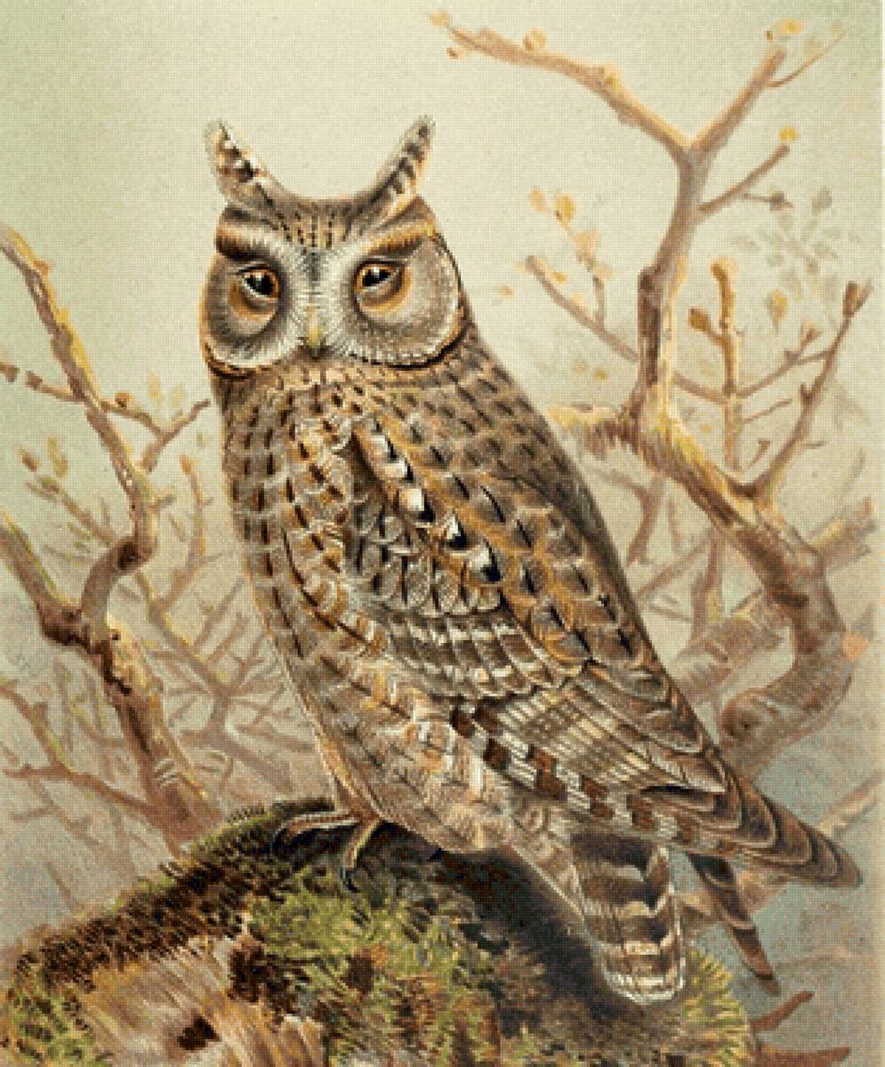 Coruja. - pássaro - предпросмотр