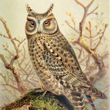 Схема вышивки «Coruja.»