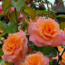 Схема вышивки «Цветы»