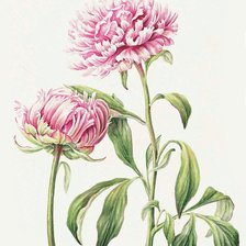 Схема вышивки «№2226172»