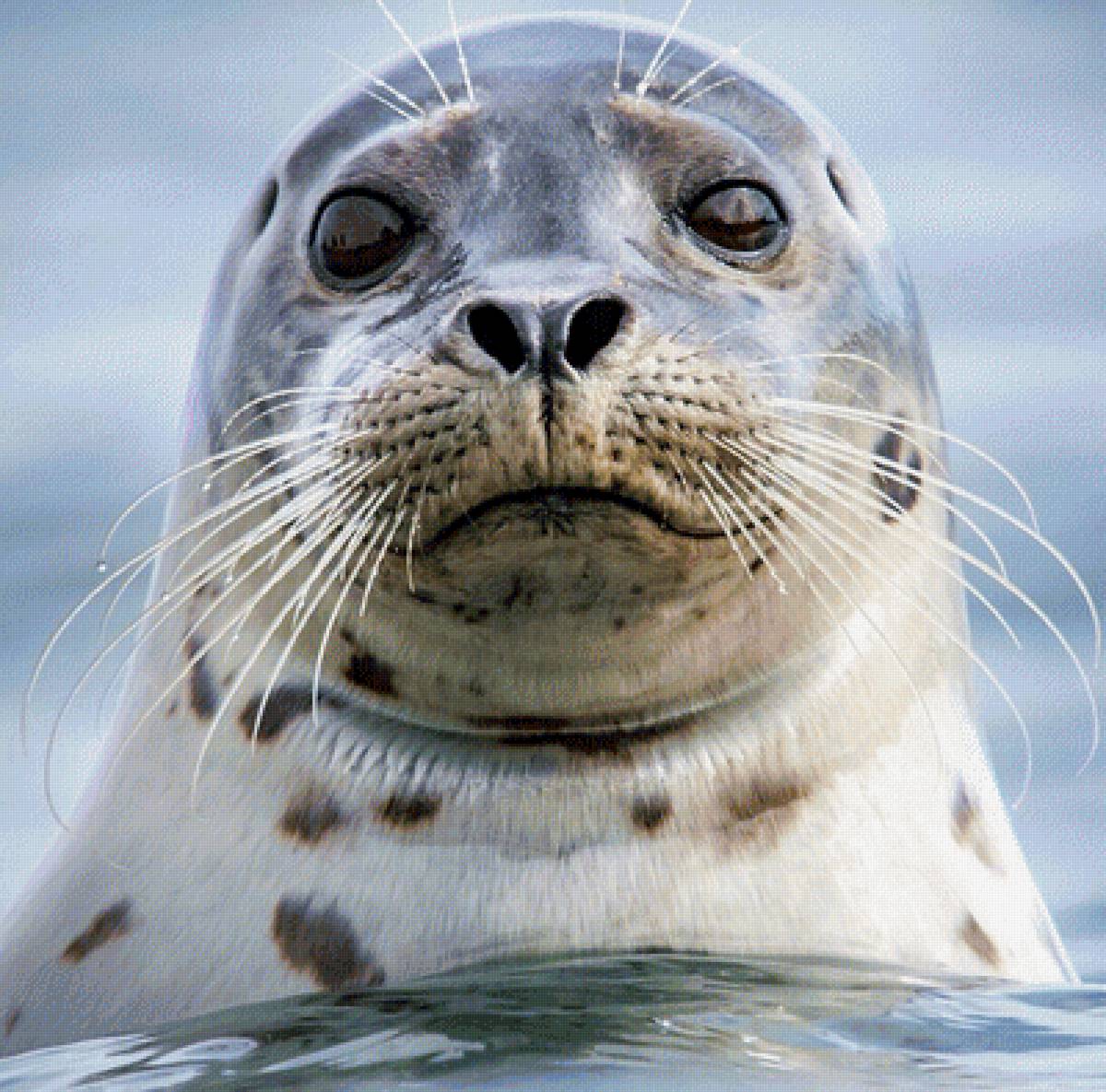 Каспийская нерпа - предпросмотр