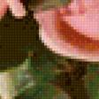 Предпросмотр схемы вышивки «нежные розы» (№2226273)