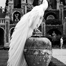 Белый павлин