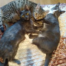 Схема вышивки «Кошки»