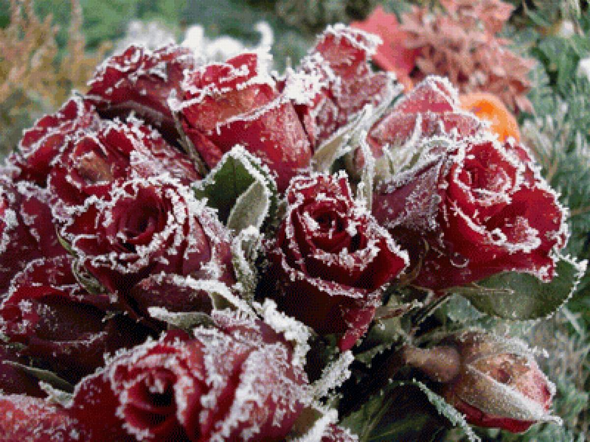 Розы на морозе - фотографии - предпросмотр