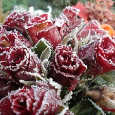 Схема вышивки «Розы на морозе»