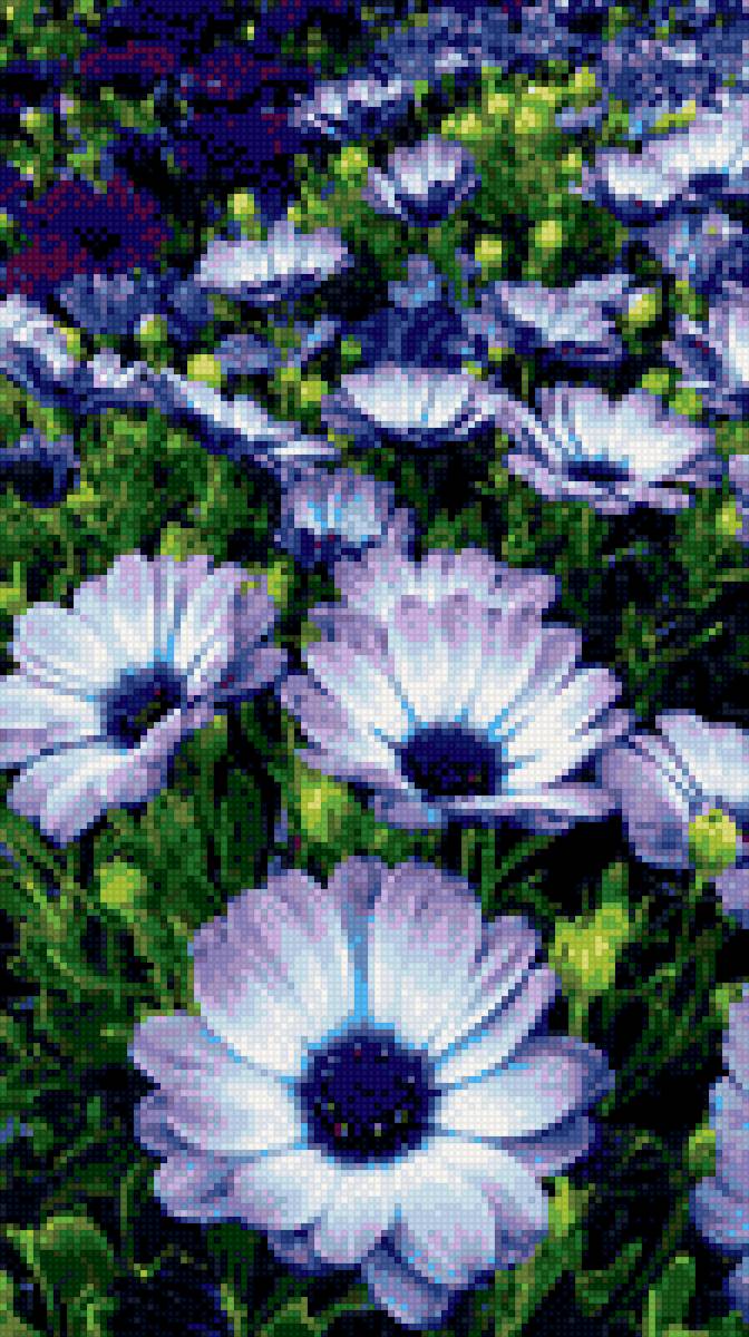 Цветы - цветы, поле - предпросмотр