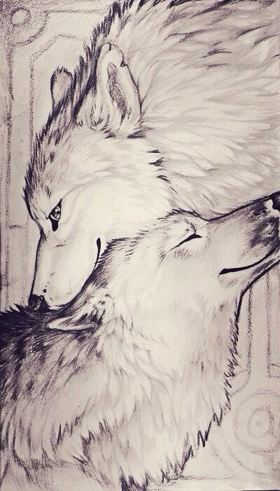 Волки - животные, пара, монохром, любовь - оригинал