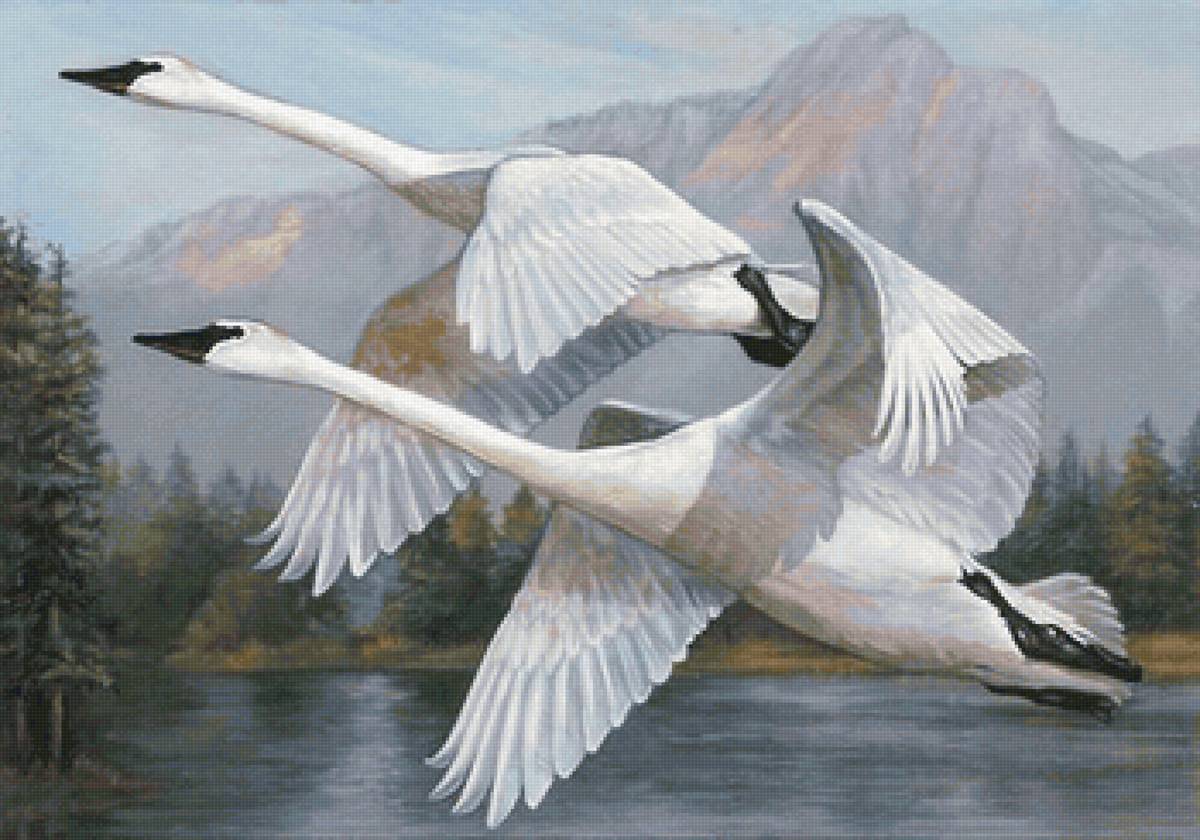 птицы - предпросмотр