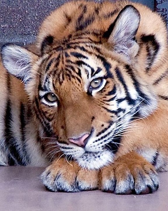 Tigre. - animais. - оригинал