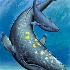 Схема вышивки «Baleia.»