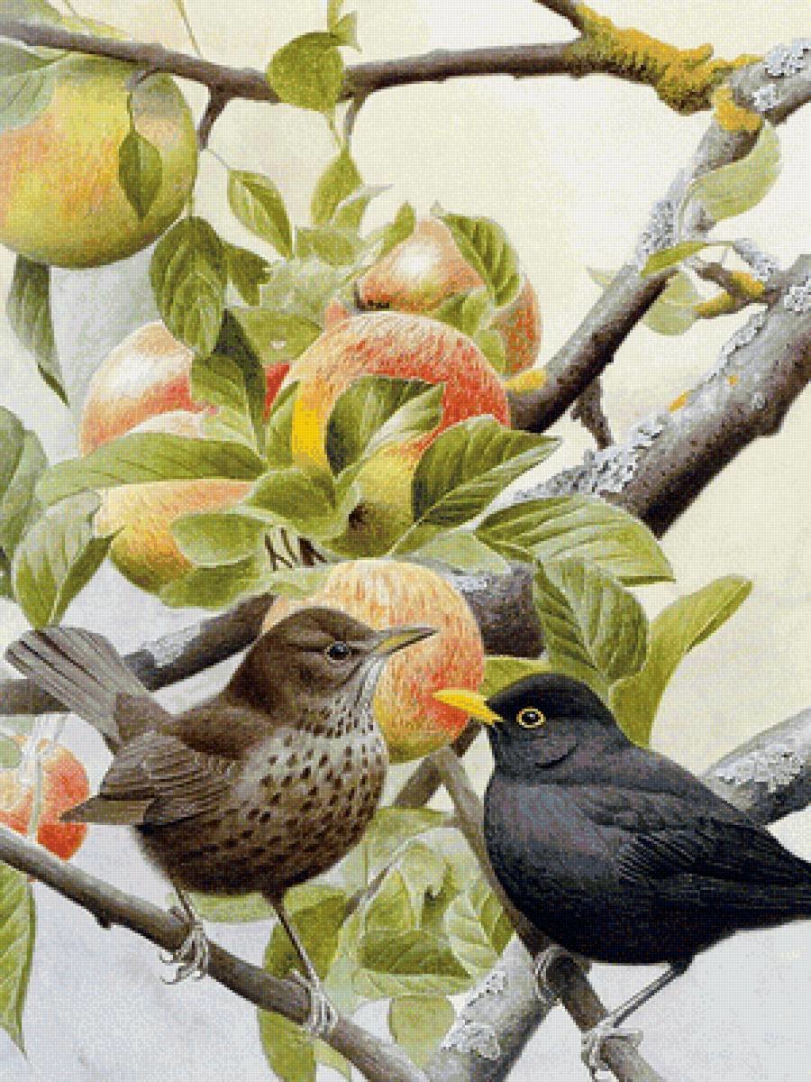 Птички на яблоне - птицы, яблоки, ветка - оригинал