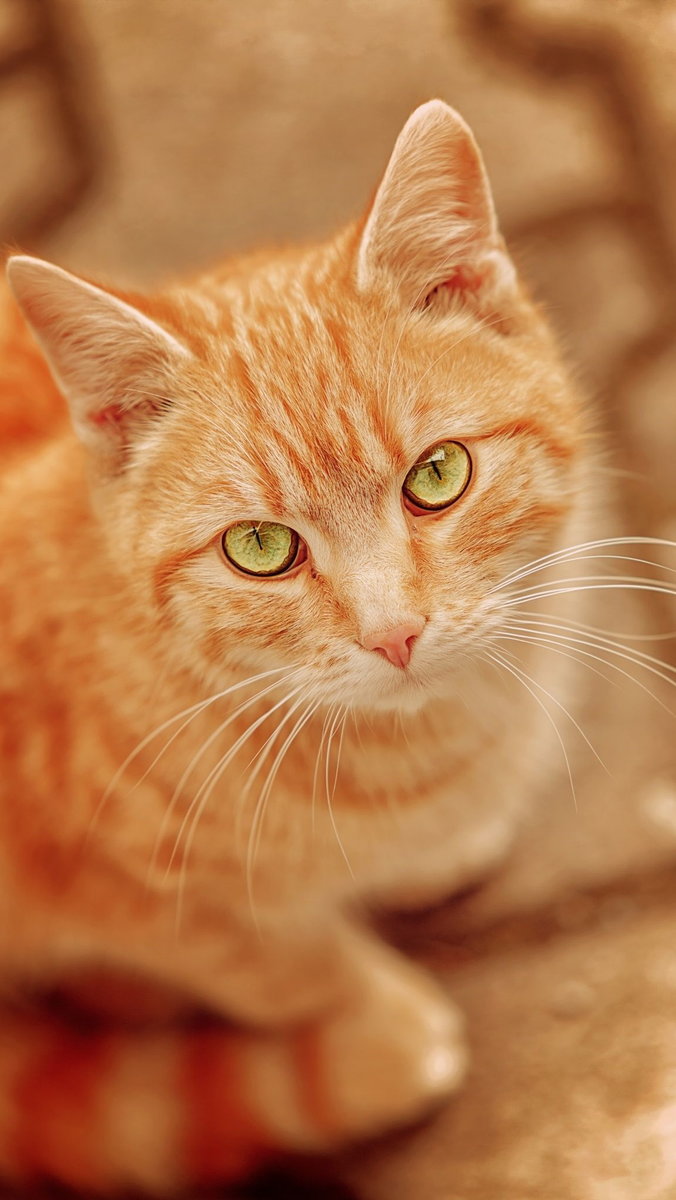 Кошка - рыжая, кошка - оригинал