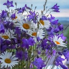 Схема вышивки «Полевые цветы»