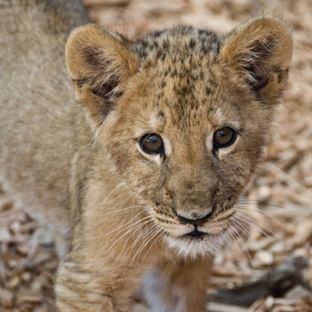Львёнок - предпросмотр