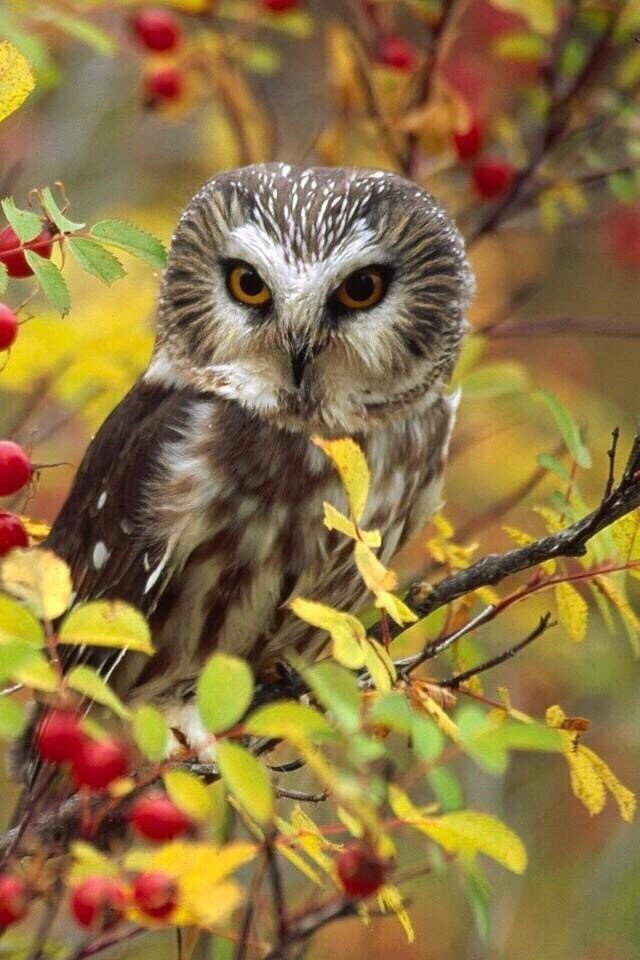 сова - сова природа птицы - оригинал