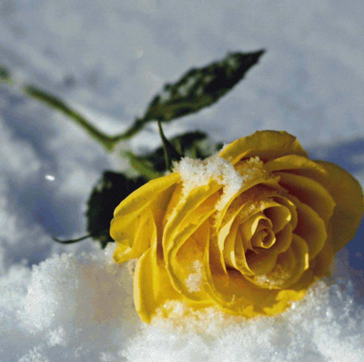 Роза - предпросмотр