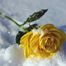 Схема вышивки «Роза»