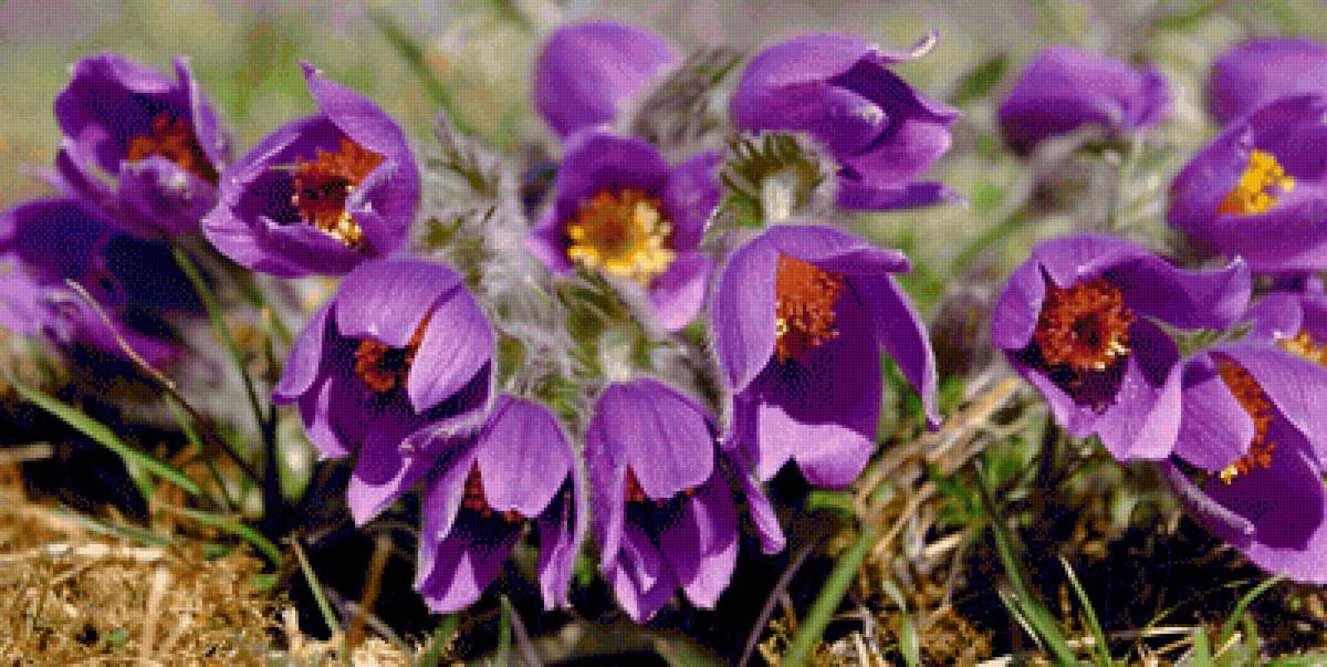 Сон-трава - предпросмотр