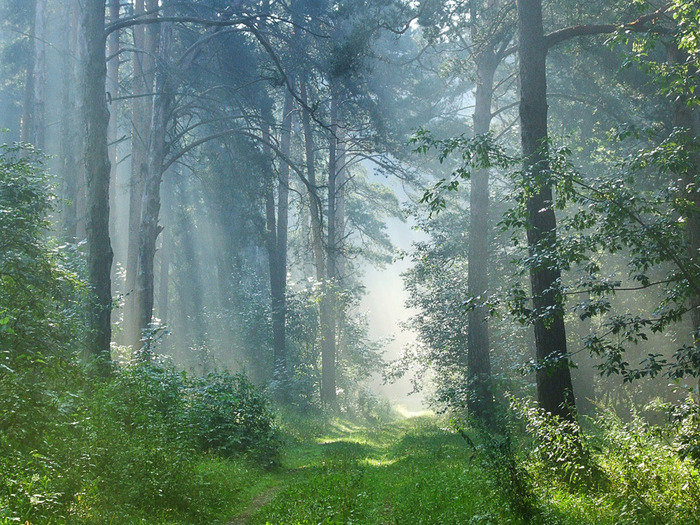 Лес - лес, природа - оригинал