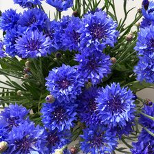 Схема вышивки «Васильки»