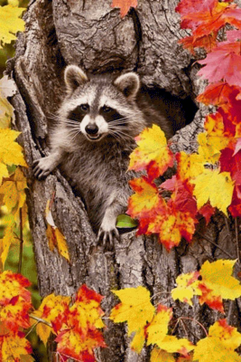 Енот - енот, деревья, природа, осень - предпросмотр